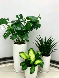 镇海花木租摆上架-海曙绿植摆放-宁波绿化养护植物选择-镇海花木租赁服务商